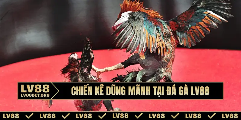 Chiến kê dũng mãnh tại đá gà LV88