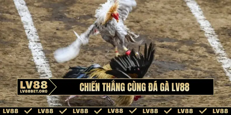Chiến thắng cùng đá gà LV88